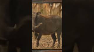 Amazing Animals  The Warthog [upl. by Ophelie156]