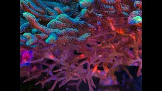 Is My Coral Dying Signs and Solutions [upl. by Nikola]