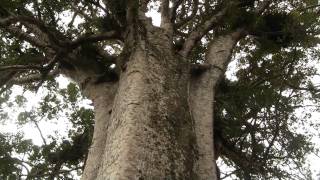 Coromandel Kauri Tree Полуостров Коромандел Каури 702sp [upl. by Gorey223]