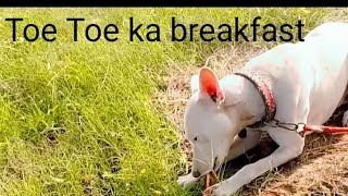 toetoe ka breakfast millionviews breakfast shortsvideo followformore minivlog view fyp [upl. by Emawk]