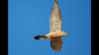 Birding in Extremadura [upl. by Shaylynn65]