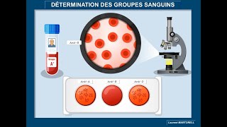 Tout savoir et comprendre sur la détermination des groupes sanguins ABO et Rhésus [upl. by Rosmunda877]