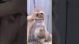 How to scissor a schnauzer FACE shaping the face tutorial [upl. by Sharp759]