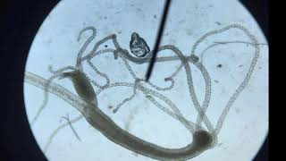 Brown hydra microscope footage [upl. by Gombosi333]