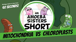 Mitochondria vs Chloroplasts  Amoeba Sisters Shorts [upl. by Barron]