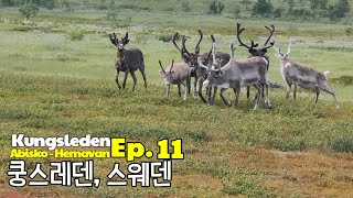 2023 스웨덴 쿵스레덴왕의 길 걷기 11회 KungsledenAbisko  Hemavan 450km Ep11 [upl. by Territus]