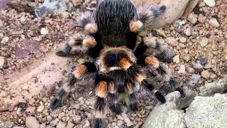 MEXICAN RED KNEE TARANTULA CARE [upl. by Livesay553]