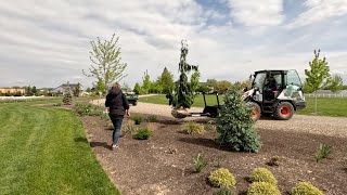 Planting 5 Big Gorgeous Evergreens amp 2 Lilacs 🌲💜🌲  Garden Answer [upl. by Grote]