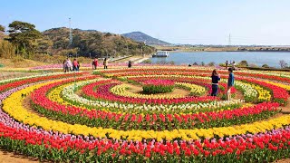 Asia’s largest Tulip Garden opens for visitors amp tourists in Kashmir Watch Video  Oneindia News [upl. by Olgnaed]