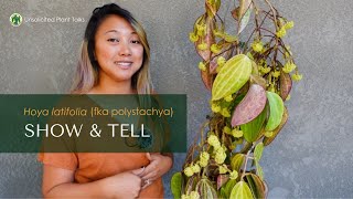 Hoya latifolia Care and Propagation  Show and Tell [upl. by Ezaria882]