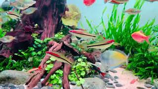 Chihiros WRGB 2 120CM Light Upgraded to my 450L Community Rainbow Fish Tank [upl. by Attayek84]