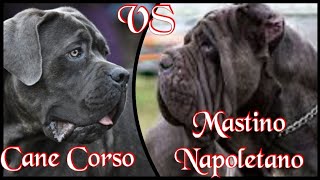 Cane Corso VS Mastino Napoletano [upl. by Ranita586]