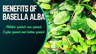 Benefits Of Basella Alba  Malabar Spinach [upl. by Narih]