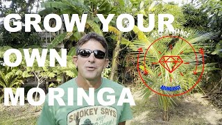 How to Grow the Amazing Moringa Tree in Sunny Central Florida [upl. by Nnylyrehc33]