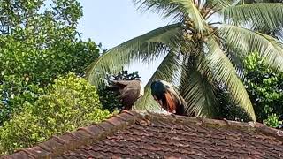 Peafowls on a roof  1 [upl. by Herta]