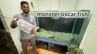 🤩Monster oscar fish le li tiger oscar red fire oscar oscar oscarfish shortvideo fish viralvideo [upl. by Bradshaw]