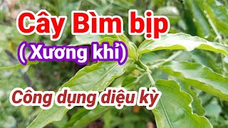 Tác dụng Cây Xương Khỉ Bìm bịp hỗ trợ điều trị ung thư  Hằng Lê HG85 [upl. by Myrtle]