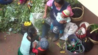 natural healers with herbs at Cuenca´s market Ecuador [upl. by Anoyet659]