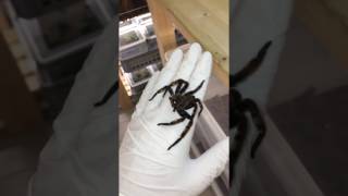 GIANT SPIDER  Heteropoda lunula [upl. by Ennaeel]