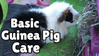 BASIC GUINEA PIG CARE for beginners [upl. by Sairtemed]