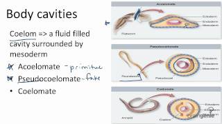 1326 Body Cavities  Acoelomates Pseudocoelomates and [upl. by Paff]