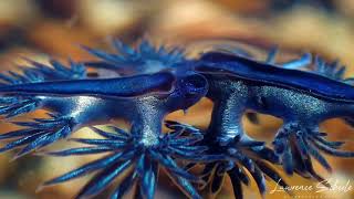 Blue Dragon Nudibranchs Glaucilla marginata [upl. by Collins]