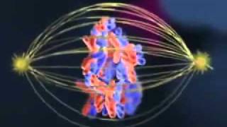 Biology Meiosis cell division [upl. by Horowitz]