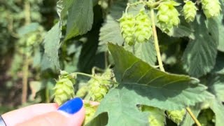 The Hallertau Hops Region Bavaria bavarian beer hops germany [upl. by Hendel]