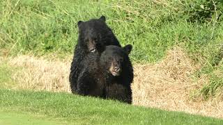 Bears on Golf Course [upl. by Nevaed]