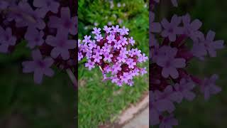 Verbena Bonariensis flowers nature flores jardin [upl. by Eahsal]