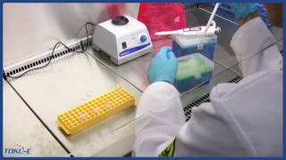 Stage 2 of 3 Generation of Stable Transfected Cell lines Transfection [upl. by Domini]