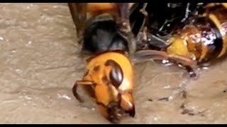 今年もスズメバチがやってきました。Giant hornets came again this year [upl. by Artim]