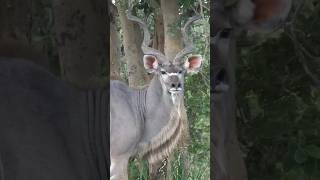 Kudu  The Antelope With The Largest Horns [upl. by Simmie]