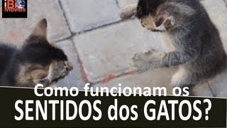 Como funcionam os sentidos dos GATOS  iBioMovies [upl. by Maxie]