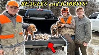 PUBLIC LAND Rabbit Hunting w BEAGLES [upl. by Tiffie]