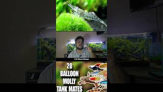 Best 20 Tank Mates For Balloon Mollies [upl. by Adnirem922]