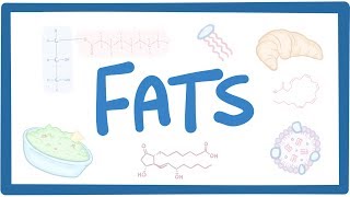 Fats  biochemistry [upl. by Ahsieit]