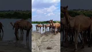 What a look Camels gathered at Rainwater Pond camels animals wildlife viewsviral الجمال [upl. by Nivlak]