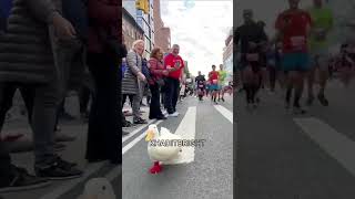 Bebek marathon bebeklucu hewanlucu videoshort videoviral animals bebek [upl. by Afas323]