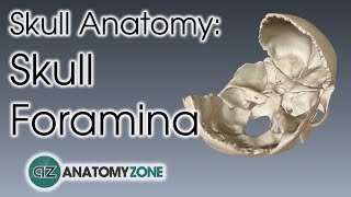 Foramina of the Skull  Skull Anatomy [upl. by Dennet624]