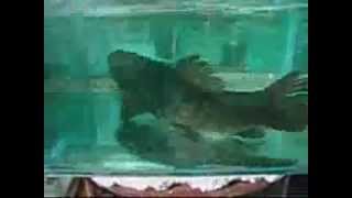 Hoplias aimara monster wolf fish captured in a fish tank [upl. by Bough]