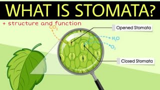 What is stomata  Structure and function of stomata  Stomatal transpiration [upl. by Etnoj211]