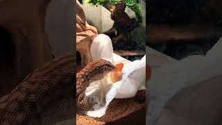 Ackie Monitor Having an Egg Snack 🦎 ackie lizard animals [upl. by Zullo]