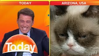 Look at that cat Reporter cant stop laughing at Grumpy Cat  Today Show Australia [upl. by Robinette]