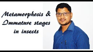 Lecture 16 Metamorphosis amp immature stages in insects [upl. by Kapeed]