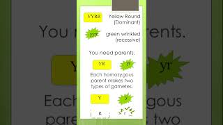 How to explain a Dihybrid Cross  Punnett Square 4 x 4  Concepts of Biology learnwithgs [upl. by Hnoj]