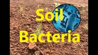 Soil Bacteria for Nitrification [upl. by Samford]