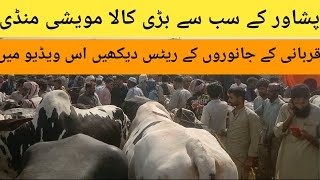 Peshawar kala maweshi Mandi  VIP bachro Ke rates  most expensive qurbani animal  season 2024 [upl. by Ayortal421]