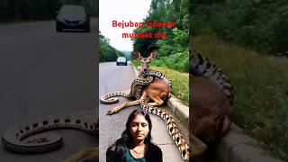 Bejuban Janwar musibat me Talcktechnical automobile wildlife animals youtubeshorts nature [upl. by Uyr]