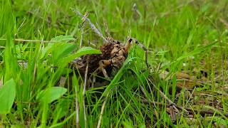 Tarantula Wolf Spider Lycosa tarantula with Babies On Her Back [upl. by Haidebej]